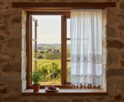 ΑΜΠΕΛΟΣ ΑΜΠΕΛΟΣ